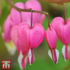 Dicentra Spectabilis 9 Dicentra Spectabilis -Tulip Bloom Dicentra spectablis TMHF 34