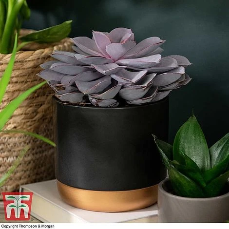 Echeveria 'Purple Pearl' - Shine Like A Pearl 1 Echeveria 'Purple Pearl' - Shine Like A Pearl