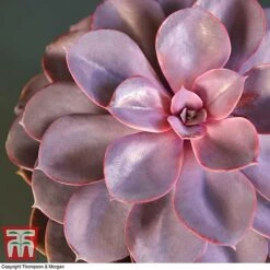 Echeveria 'Purple Pearl' - Shine Like A Pearl 6 Echeveria 'Purple Pearl' - Shine Like A Pearl -Tulip Bloom ECHE KB3784 C