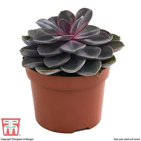 Echeveria 'Purple Pearl' - Shine Like A Pearl 4 Echeveria 'Purple Pearl' - Shine Like A Pearl - Image 4