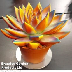 Echeveria 'Miranda Chameleon' 12 Echeveria 'Miranda Chameleon' -Tulip Bloom ECHE CHAMELEON T48348