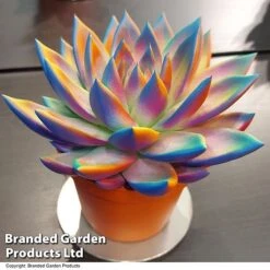 Echeveria 'Miranda Chameleon' 15 Echeveria 'Miranda Chameleon' -Tulip Bloom ECHE CHAMELEON T48351