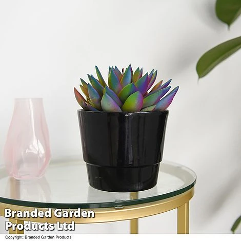 Echeveria 'Miranda Chameleon' 2 Echeveria 'Miranda Chameleon' - Image 2