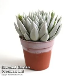 Echeveria 'Miranda Glow In The Dark' -Tulip Bloom ECHE GLOWD12CM T49083