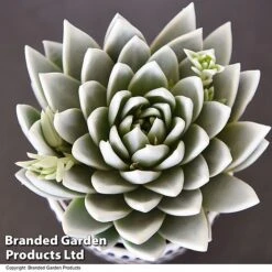 Echeveria 'Miranda Glow In The Dark' -Tulip Bloom ECHE GLOWDARK T49086