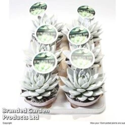 Echeveria 'Miranda Glow In The Dark' -Tulip Bloom ECHE MIRAN12CM S48425