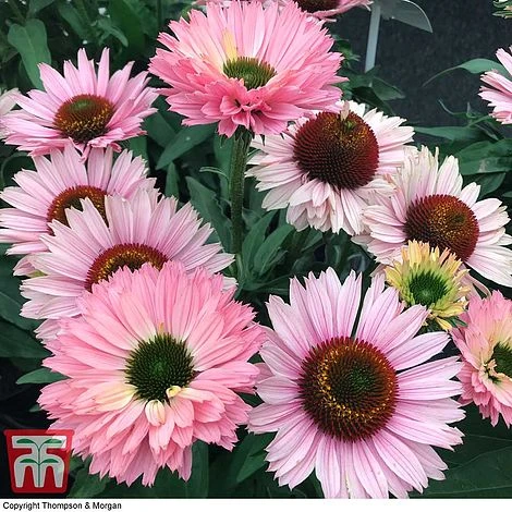 Echinacea 'Sunseekers Salmon' 2 Echinacea 'Sunseekers Salmon' - Image 2