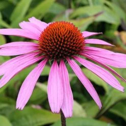 Echinacea Purpurea 'Rubinstern'