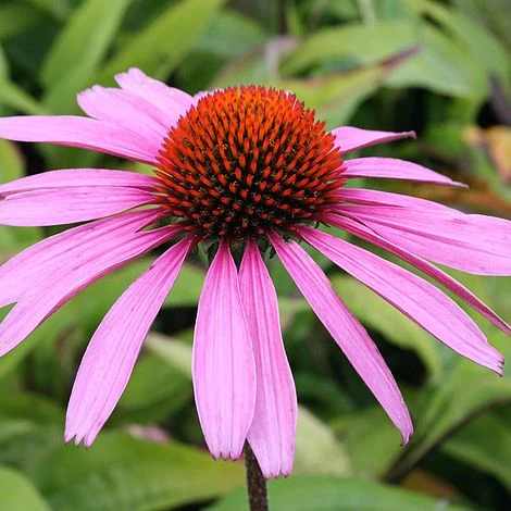 Echinacea Purpurea 'Rubinstern' 1 Echinacea Purpurea 'Rubinstern'