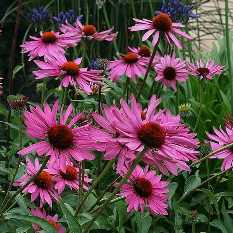 Echinacea Purpurea 'Rubinstern' 2 Echinacea Purpurea 'Rubinstern' - Image 2