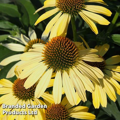 Echinacea Purpurea 'Cleopatra' 1 Echinacea Purpurea 'Cleopatra'