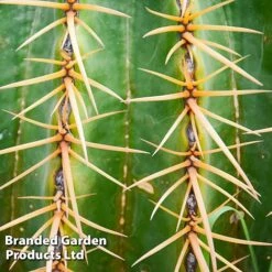 Echinocactus Grusonii -Tulip Bloom ECHI GRUSONII W46825