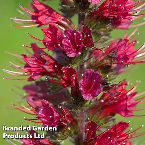 Echium Russicum 1 Echium Russicum