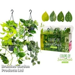 Epipremnum Mixed -Tulip Bloom EPIP MIXED15CM WKC8847 B