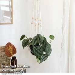 Epipremnum Mixed -Tulip Bloom EPIP MIXED T48069