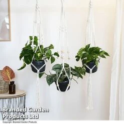 Epipremnum Mixed -Tulip Bloom EPIP MIXED T48072