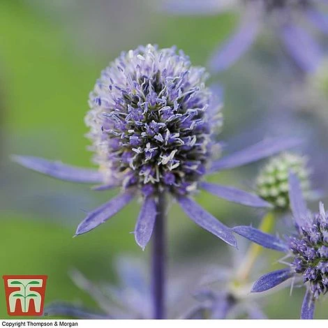 Eryngium Planum 'Blue Hobbit' 2 Eryngium Planum 'Blue Hobbit' - Image 2