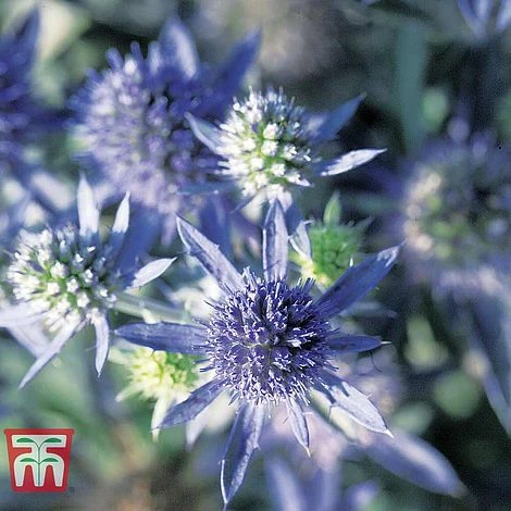 Eryngium Planum 'Blue Hobbit' 3 Eryngium Planum 'Blue Hobbit' - Image 3