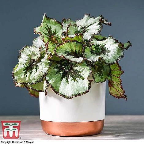 Begonia Rex Trio - Gift 6 Begonia Rex Trio - Gift - Image 6