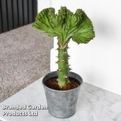 Euphorbia Lactea 'Cristata' 18 Euphorbia Lactea 'Cristata' -Tulip Bloom EUPH LACTE10CM D