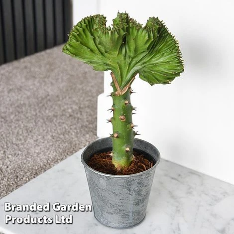 Euphorbia Lactea 'Cristata' 8 Euphorbia Lactea 'Cristata' - Image 8