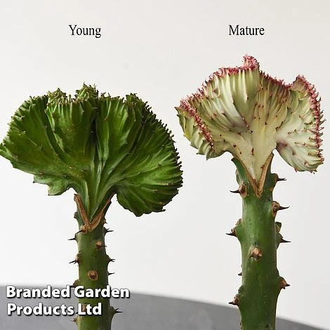 Euphorbia Lactea 'Cristata' 9 Euphorbia Lactea 'Cristata' - Image 9