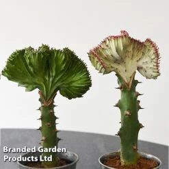 Euphorbia Lactea 'Cristata' 20 Euphorbia Lactea 'Cristata' -Tulip Bloom EUPH LACTE10CM F