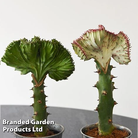 Euphorbia Lactea 'Cristata' 10 Euphorbia Lactea 'Cristata' - Image 10