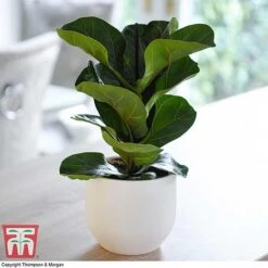 Easy Care Houseplant Collection 11 Easy Care Houseplant Collection -Tulip Bloom FIC kb1113 A1