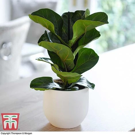 Easy Care Houseplant Collection 5 Easy Care Houseplant Collection - Image 5