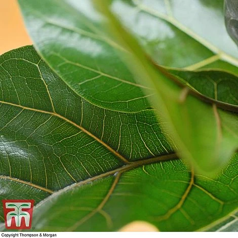 Ficus Lyrata 'Compacta' 3 Ficus Lyrata 'Compacta' - Image 3