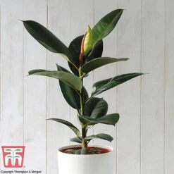 House Plant Urban Jungle Collection 11 House Plant Urban Jungle Collection -Tulip Bloom FICU TKA2911 A2