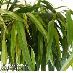 Ficus Binnendijkii 'Alii' Braided Stem In Hydro Pot -Tulip Bloom FICU ALIIBRAID T50773