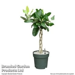 Ficus Benghalensis 'Audrey' Braided Stem In Hydro Pot -Tulip Bloom FICU AUDRE27CM T506451