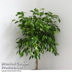 Ficus Benjamina 'Exotica' Braided Stem In Hydro Pot -Tulip Bloom FICU EXOTICABR T50618