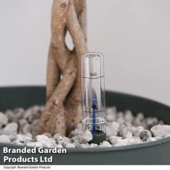 Ficus Benjamina 'Exotica' Braided Stem In Hydro Pot -Tulip Bloom FICU EXOTICABR T50621