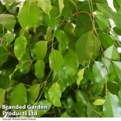 Ficus Benjamina 'Exotica' Braided Stem In Hydro Pot -Tulip Bloom FICU EXOTICABR T50755