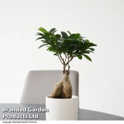 Ficus Microcarpa 'Ginseng'