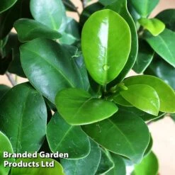 Ficus Microcarpa 'Ginseng' -Tulip Bloom FICU GINSENG W48353