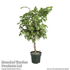 Ficus Benjamina 'Golden King' Braided Stem In Hydro Pot -Tulip Bloom FICU GOLDE27CM T506321