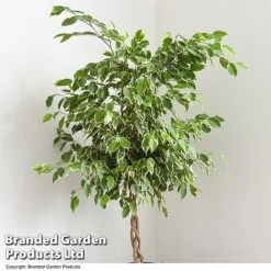 Ficus Benjamina 'Golden King' Braided Stem In Hydro Pot -Tulip Bloom FICU GOLDENKIN T50606