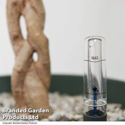 Ficus Benjamina 'Golden King' Braided Stem In Hydro Pot -Tulip Bloom FICU GOLDENKIN T50609