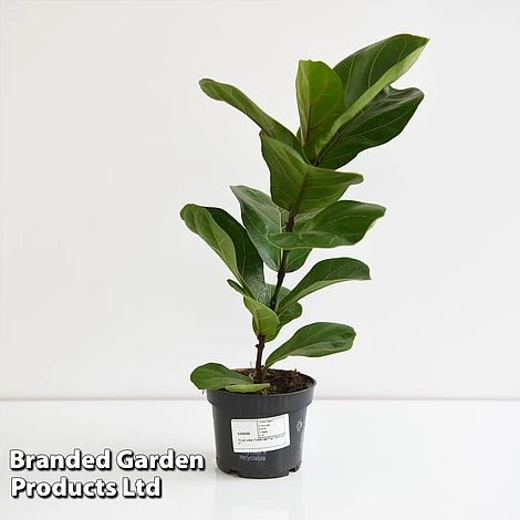 Ficus Lyrata (Fiddle Leaf Fig) 2 Ficus Lyrata (Fiddle Leaf Fig) - Image 2