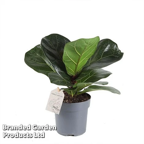 Ficus Lyrata (Fiddle Leaf Fig) 5 Ficus Lyrata (Fiddle Leaf Fig) - Image 5