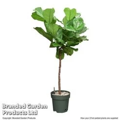 Ficus Lyrata In Hydro Pot -Tulip Bloom FICU LYRAT27CM T506401