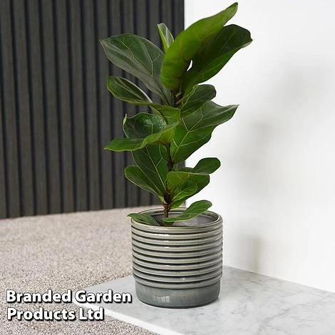Ficus Lyrata (Fiddle Leaf Fig) 1 Ficus Lyrata (Fiddle Leaf Fig)