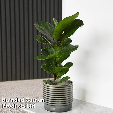 Ficus Lyrata (Fiddle Leaf Fig) 3 Ficus Lyrata (Fiddle Leaf Fig) - Image 3