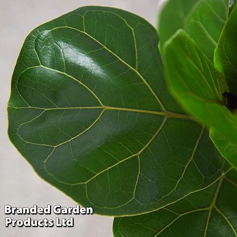 Ficus Lyrata (Fiddle Leaf Fig) 4 Ficus Lyrata (Fiddle Leaf Fig) - Image 4