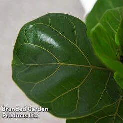 Ficus Lyrata (Fiddle Leaf Fig) 17 Ficus Lyrata (Fiddle Leaf Fig) -Tulip Bloom FICU LYRATA T45107C
