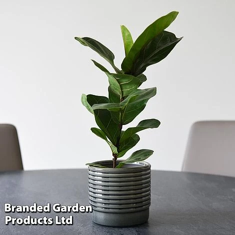Ficus Lyrata (Fiddle Leaf Fig) 7 Ficus Lyrata (Fiddle Leaf Fig) - Image 7